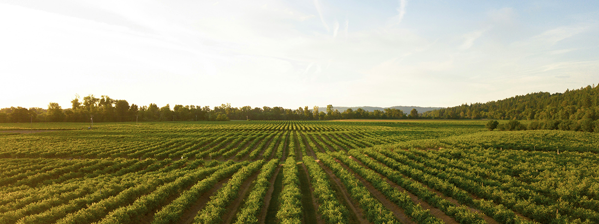 logo dla gospodarstwa rolnego