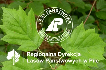 Projektowanie logo i identyfikacja wizualna dla firm 95 Regionalna Dyrekcja Lasów Państwowych w Pile